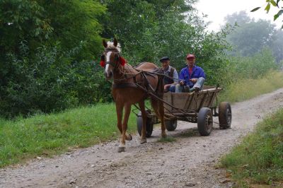 De röda tofsarna på hästens huvud skyddar enligt gammal folktro mot "det onda ögat". (Foto: M. Markwardt.)