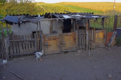 Familjen Bărbat har en del djur. (Foto: M. Markwardt.)