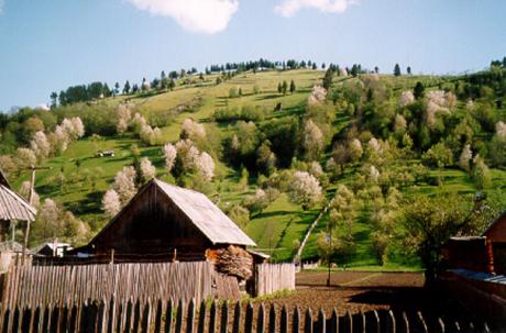 Poienile de Sub Munte. 	